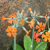 Primula cockburniana orange